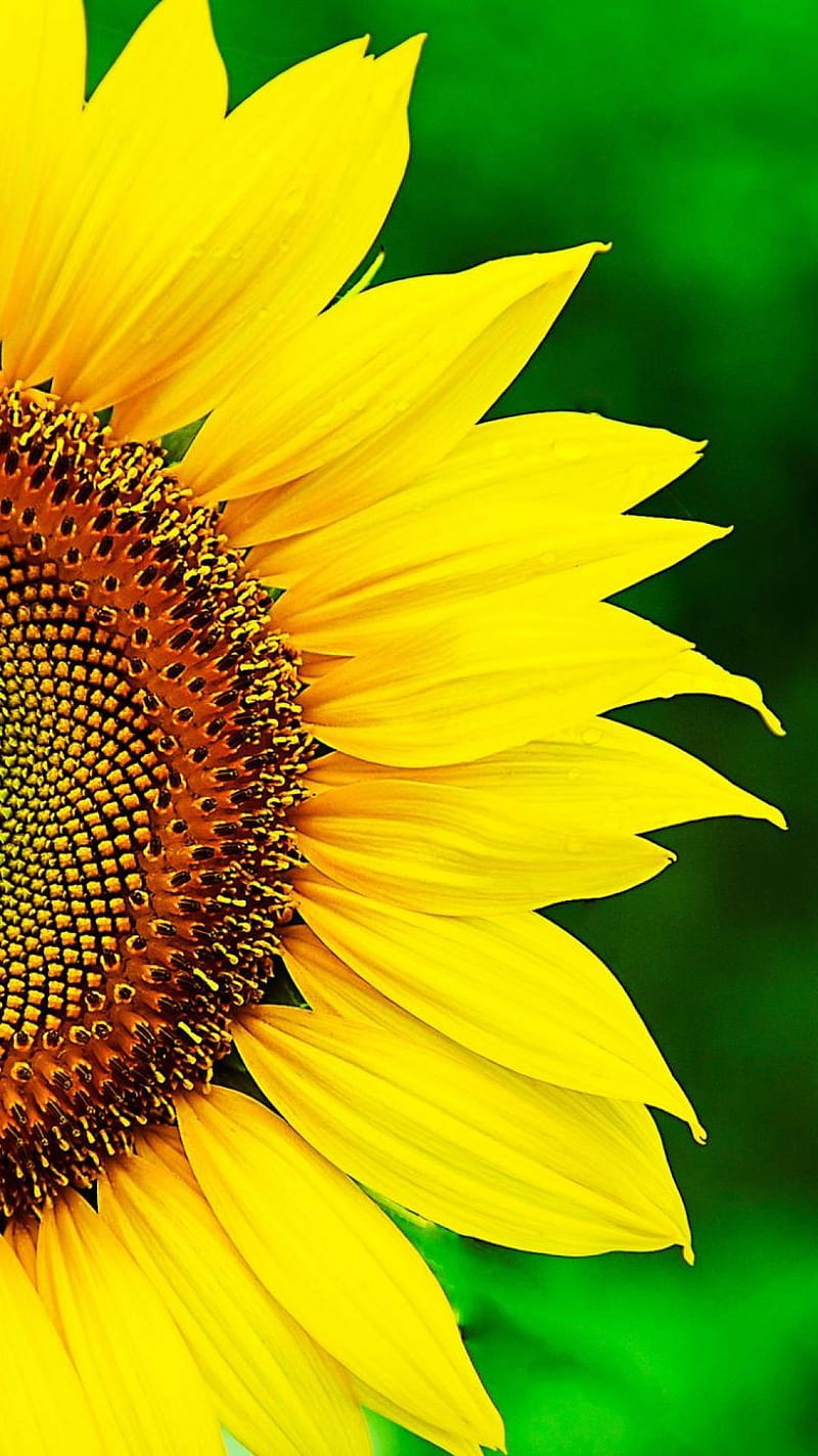 Sunflower for mobile phone, tablet, computer and other devices and . Sunflower , Sunflower, Ornamental plants, Sunflowers, HD phone wallpaper