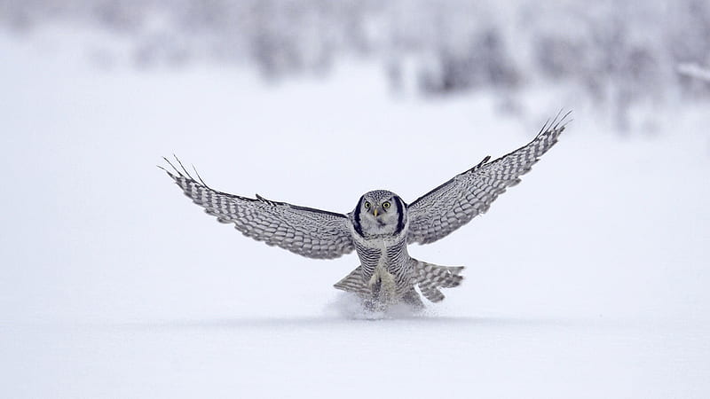 snowy owl-2012 animal Featured, HD wallpaper