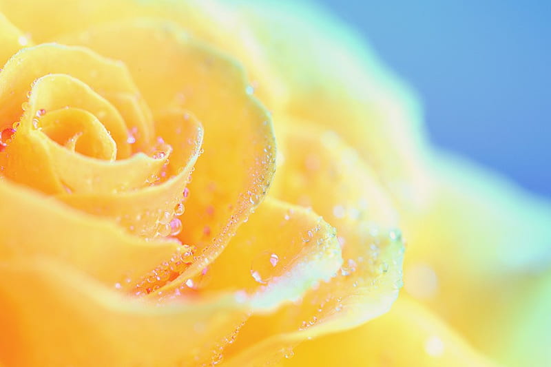 Beautiful yellow rose, rose, delicate, softness, tenderness, water drops, flower, beauty, petals, yellow rose, tender, HD wallpaper