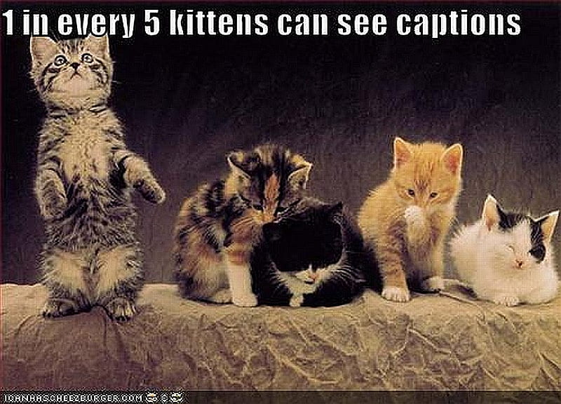 One in Every Five, kittens, graphy, cats, animals, HD wallpaper