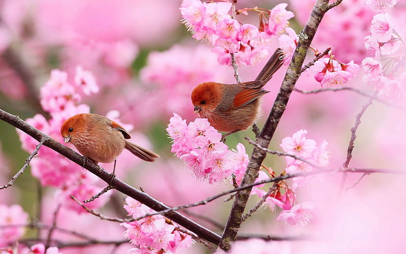 Pink Cherry Blossoms, tree, branches, garden, flowers, birds, spring, HD wallpaper