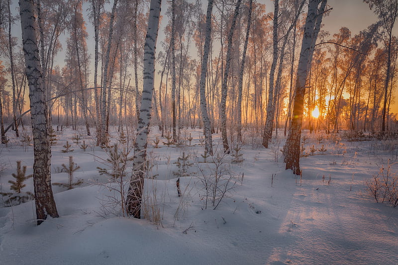 Earth, Winter, Forest, Snow, Sun, Sunset, Trunk, HD wallpaper