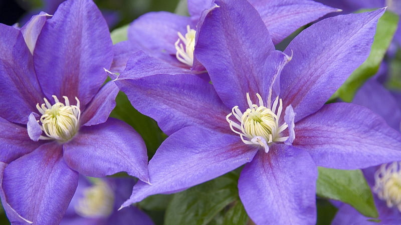 *** PURPLE CLEMATIS ***, clematis, flowers, nature, purple, HD wallpaper