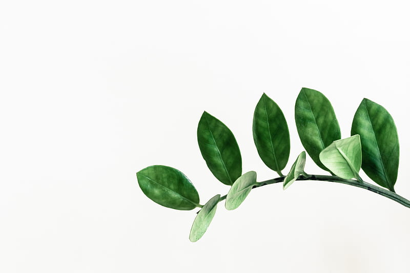 green leafed plant clip art, HD wallpaper