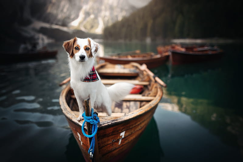 Dogs, Kooikerhondje, Boat, Dog, HD wallpaper