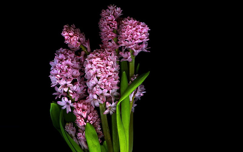 :-), flower, black, hyacinth, white, HD wallpaper