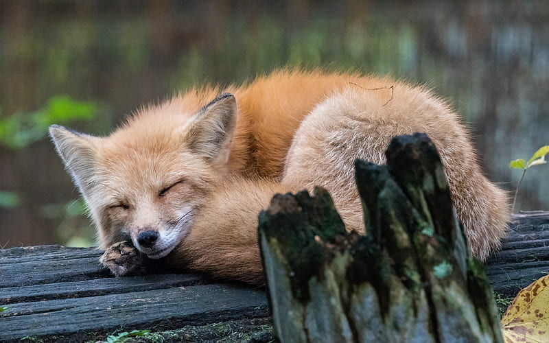 fox, tree, forest, sleeping fox, HD wallpaper