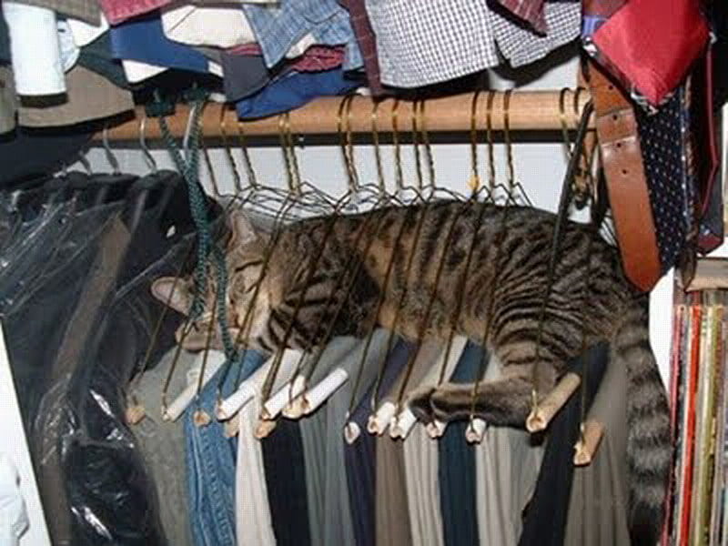 HANGER KITTY, cat, cloths, cosy, coat hanger, HD wallpaper