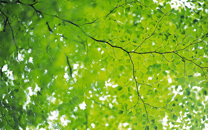fresh green leaves of plants 01, HD wallpaper