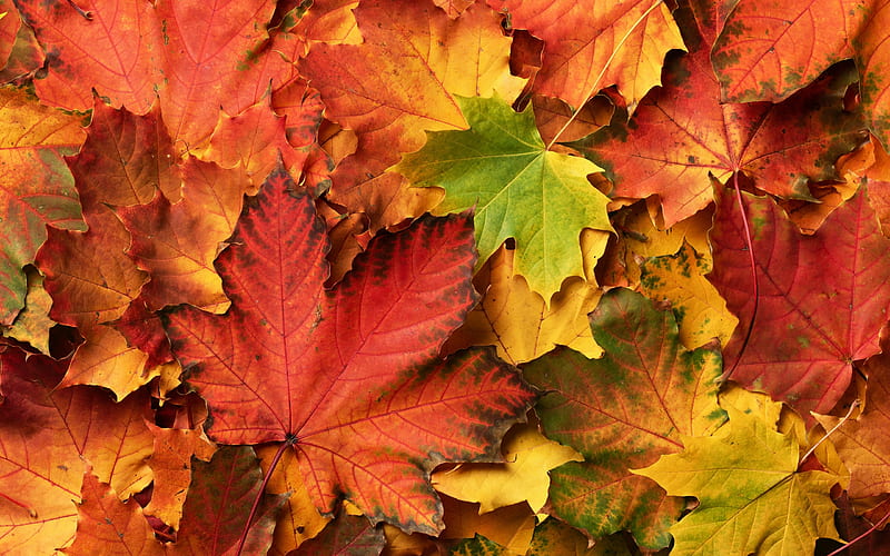 Autumn leaves, autumn, orange, green, texture, toamna, yellow, skin ...