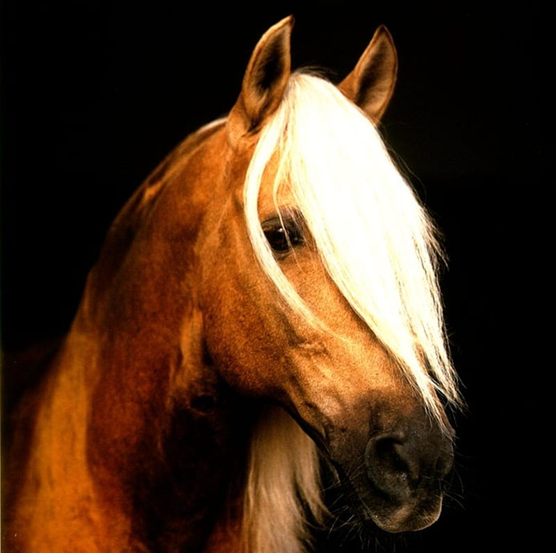 Portrait of a Palomino, palomino, andalusian, horses, spanish, HD wallpaper