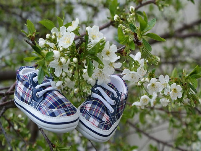 Spring, flowers, tree, baby shoes, cherry blossoms, HD wallpaper