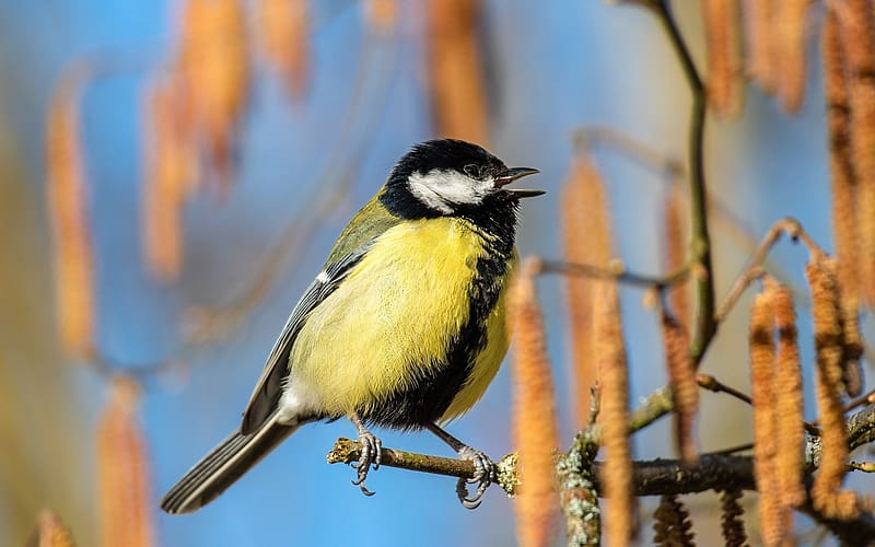 Song of Great Tit, tit, great, spring, tree, song, HD wallpaper