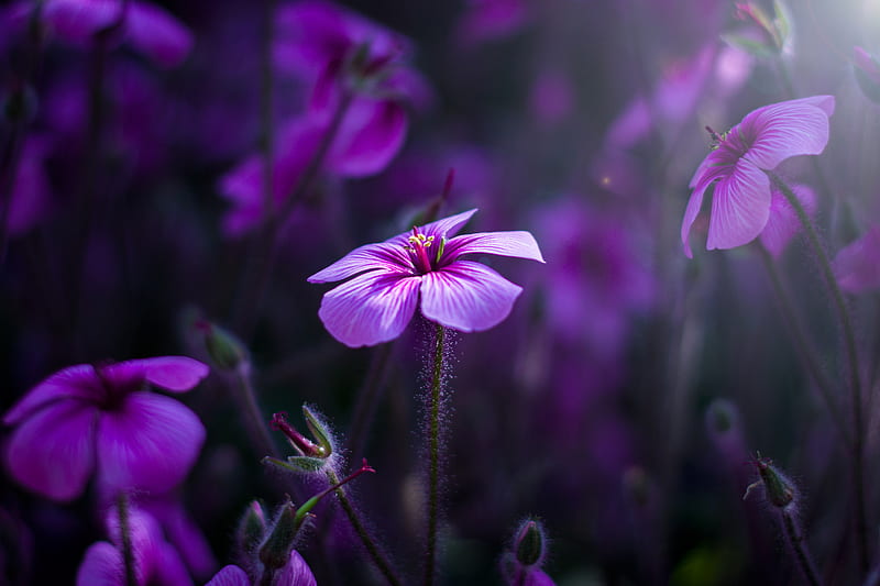 Purple Flowers, flowers, purple, nature, HD wallpaper