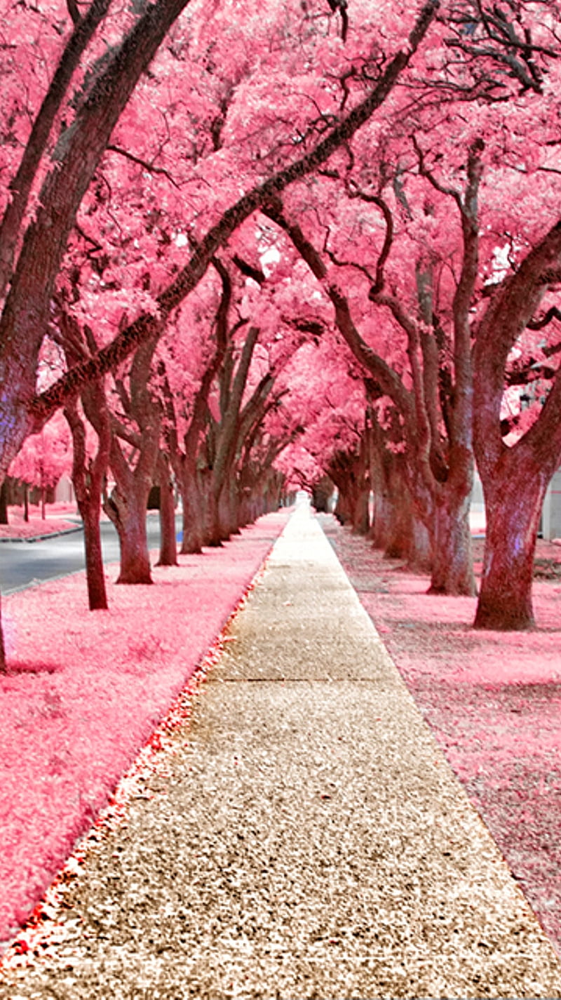 Romantic Road, love, pink, tress, HD phone wallpaper