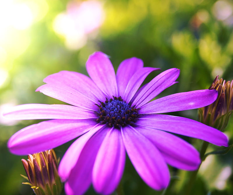 Pretty Purple, big, bright, flower, light, pink, pretty, purple, HD wallpaper