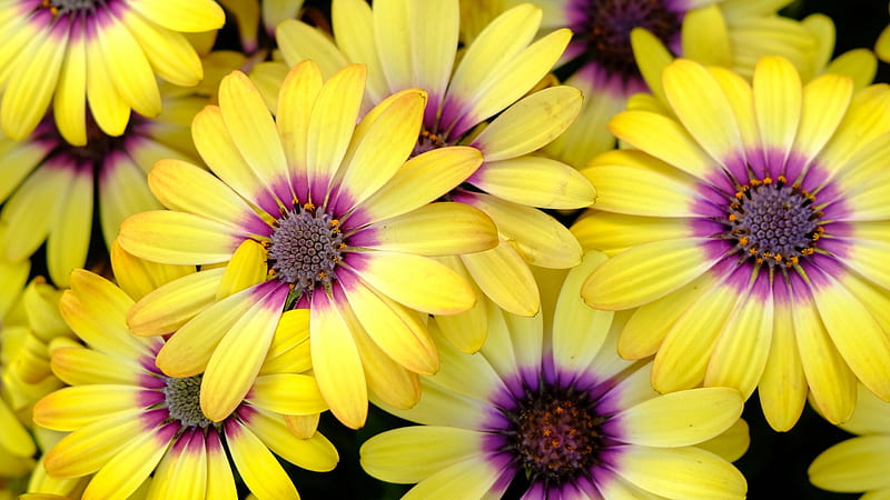 vara, texture, summer, yellow, flower, pink, skin, daisy, HD wallpaper