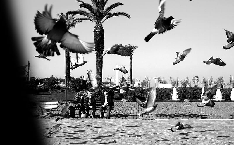 people walking on park with birds flying during daytime, HD wallpaper