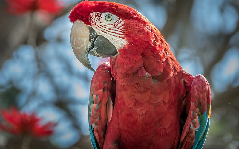 Red parrot, green winged macaw, beautiful bird, red bird, parrots, HD wallpaper