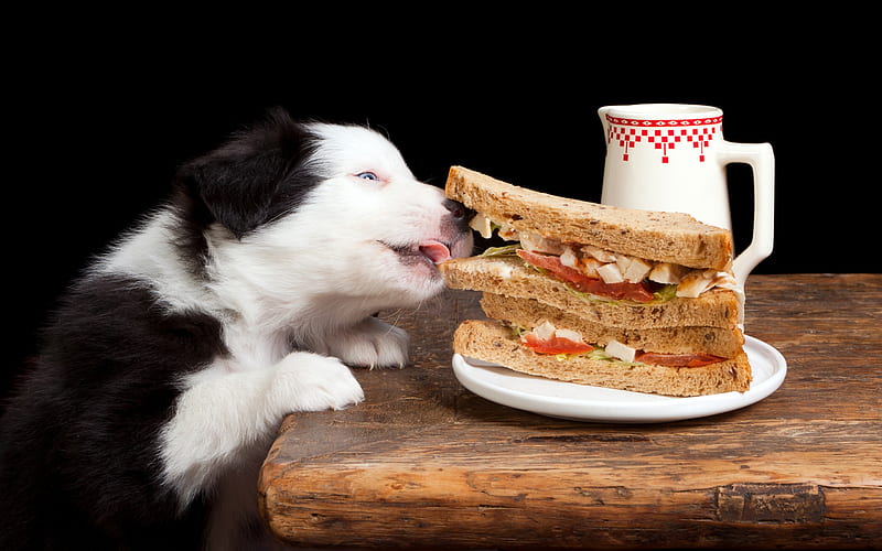 Yummm! All mine!, food, caine, black, situation, cute, sandwich, border collie, cup, funny, white, puppy, dog, HD wallpaper