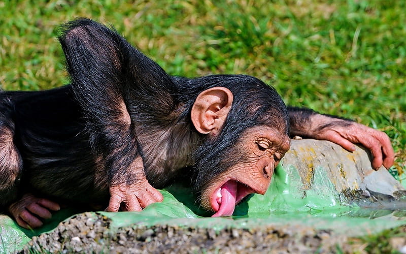 Amazing Cute Chimpanzee Drinking Water, Water, Drikning, Amazing Cute, Chimpanzee, HD wallpaper