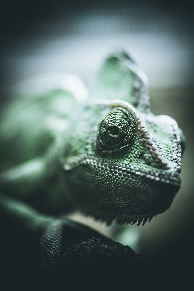 chameleon, reptile, eyes, scales, HD phone wallpaper