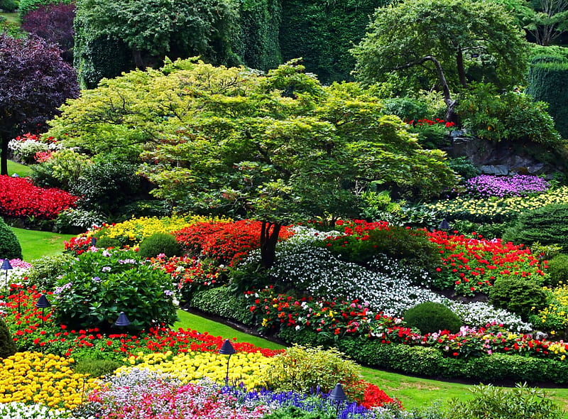 Butchart Gardens, Canada, blossoms, summer, colors, park, HD wallpaper