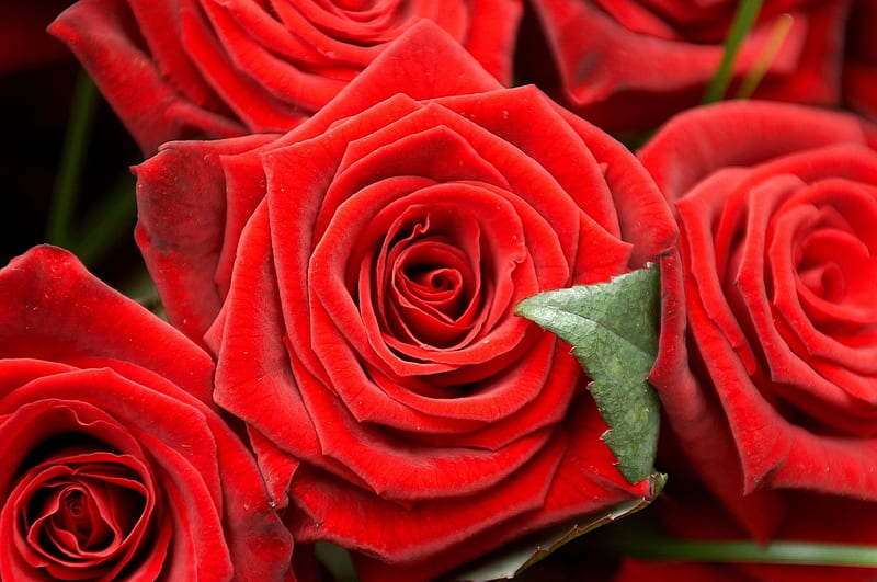 Roses, red, green, rose, flower, skin, HD wallpaper | Peakpx