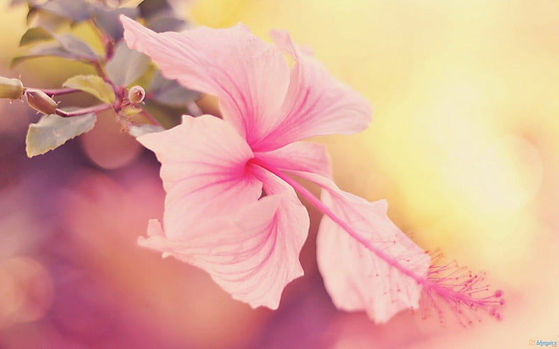 Pale Pink Hibiscus, flower, yellow, pink, hibiscus, HD wallpaper