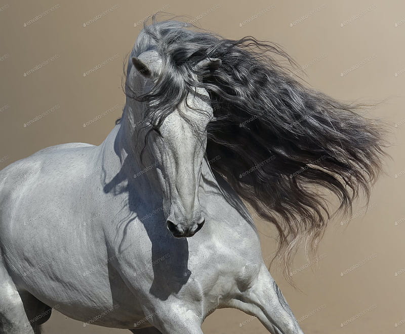 Close up portrait of white Andalusian horse with long mane flutters on wind. by tristana on Envato Elements, HD wallpaper