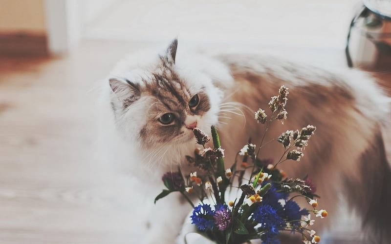sniffing the flowers, flowers, sniffing, cat, animals, HD wallpaper
