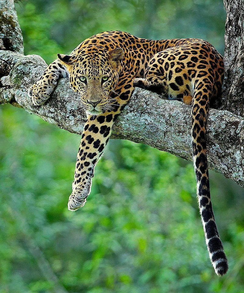 Jaguar, animal, HD phone wallpaper Jaguar, animal, HD phone wallpaper
