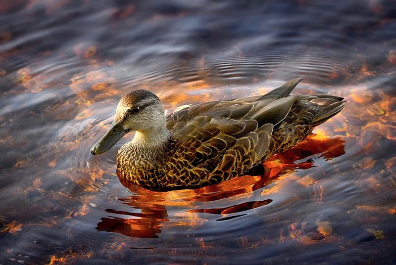 A duck on water, tollazat, kacsa, termeszet, vizimadarak, kanada, tollak, tavacska, nyar, HD wallpaper