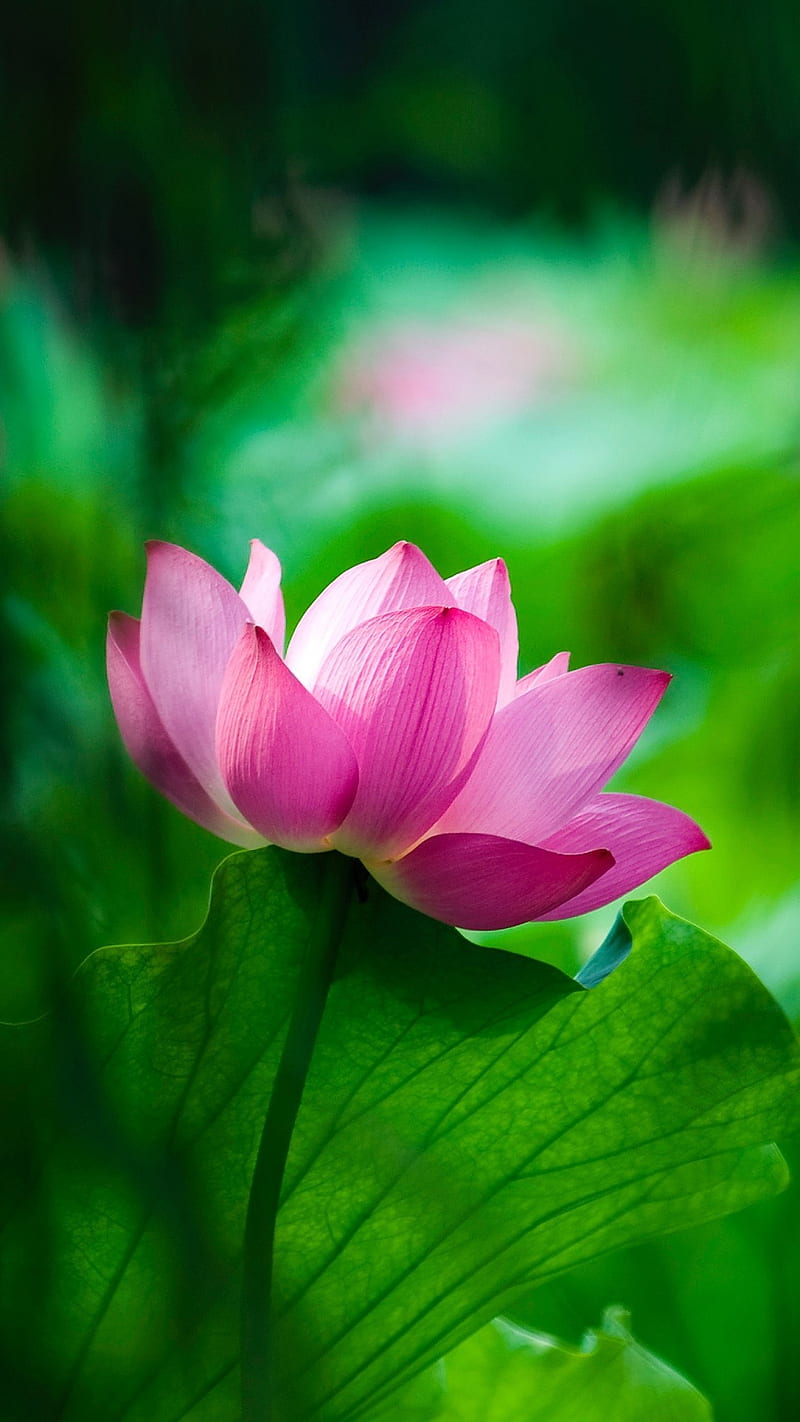 Lotus , flower, green, leaf, HD phone wallpaper