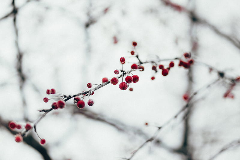 berries, red, frozen, branch, HD wallpaper