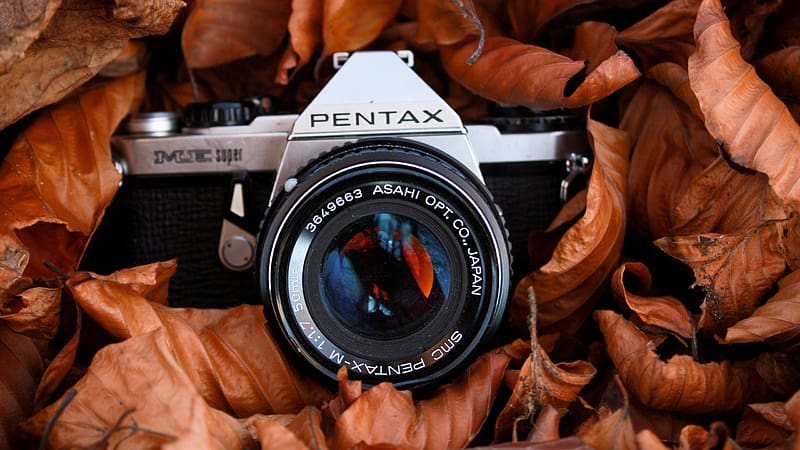 Leaf Camera pentax Closeup, HD wallpaper