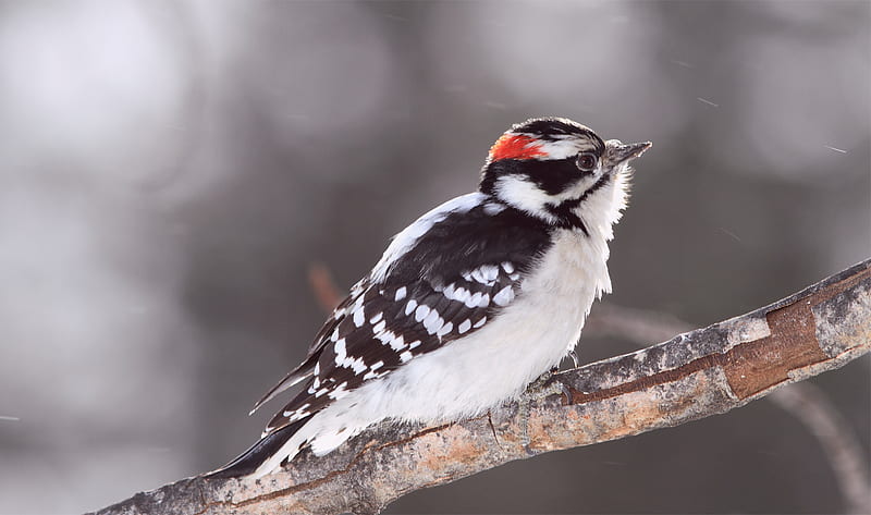 Birds, Woodpecker, Bird, Downy Woodpecker, HD wallpaper
