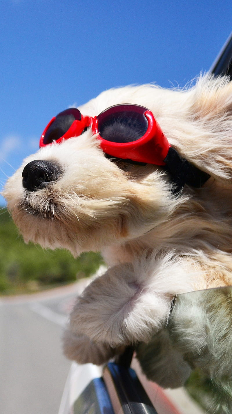 Traveller Puppy , wind, pet, glasses, dog, bonito, animal, cute, goggles, travel, window, car, white dog, smart dog, HD phone wallpaper