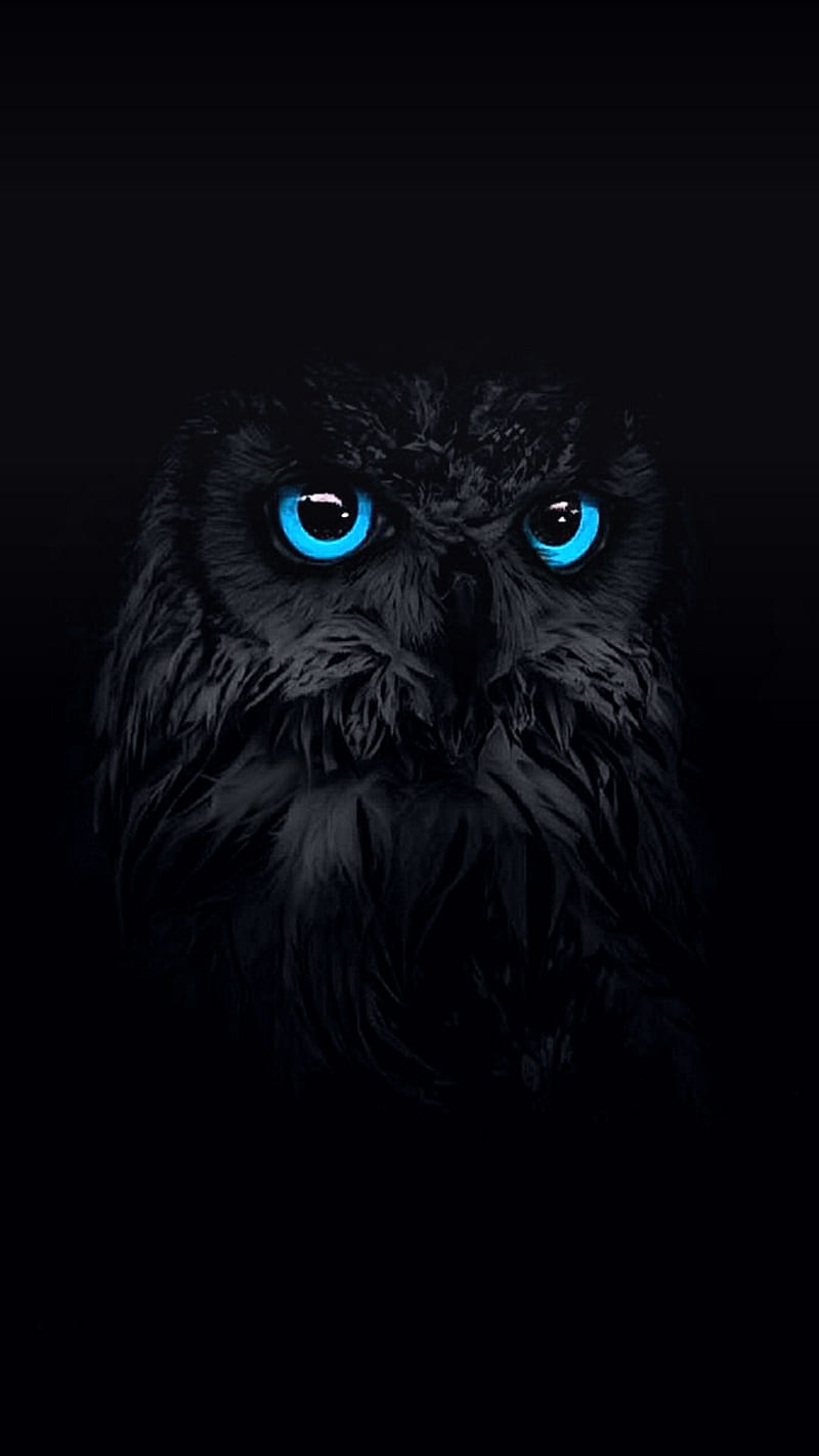 night bird, black, owl, owls, HD phone wallpaper