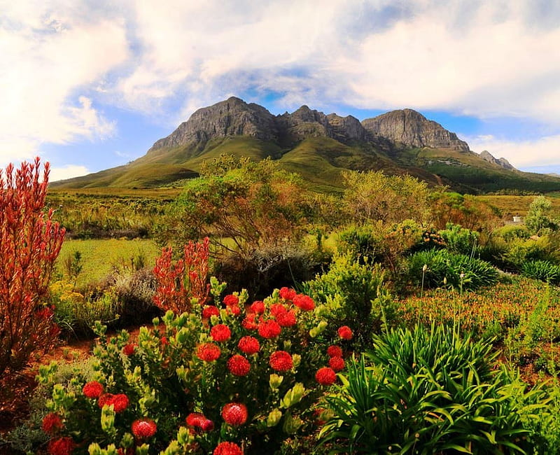 Helderberg Nature Reserve, South Africa, flowers, sky, clouds, landscape, HD wallpaper