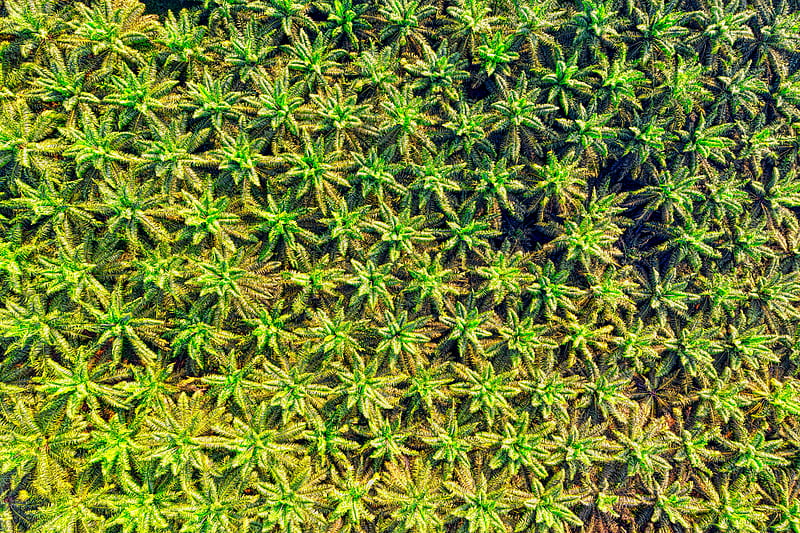 Drone Shot of Green Palm Oil Plantation, HD wallpaper