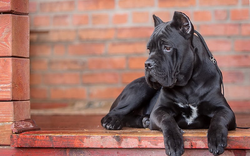 Cane Corso big black dog, pets, cute animals, dogs, HD wallpaper