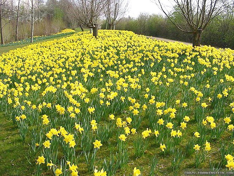 A field of daffodils, daffodils, flowers, yellow, nature, bulb, field, pretty, rural, excellence, spring, country, HD wallpaper