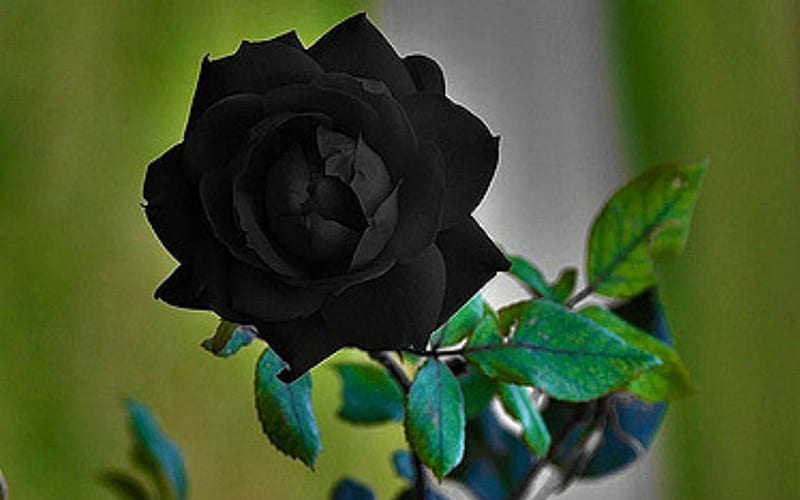 Black Rose, flower, black, rose, bloom, HD wallpaper | Peakpx