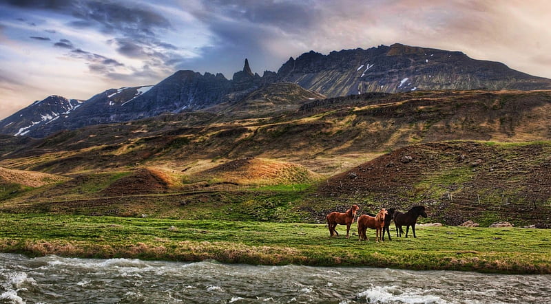 Icelandic landscape, nature, horse, landscape, scene, animals, Iceland, North, icelandic horse, cute mountains, HD wallpaper
