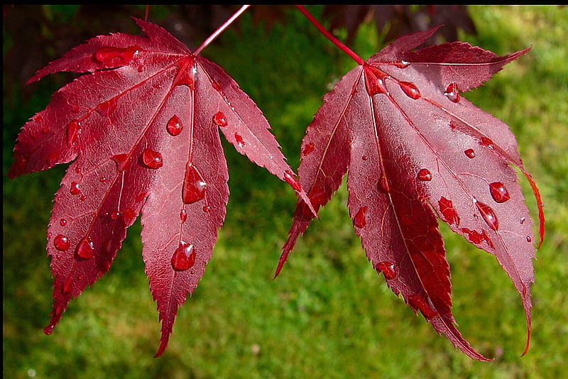 Canadian Leaf, red, fall, autumn, maple, drops, leaf, cool, water, green, canadian, HD wallpaper