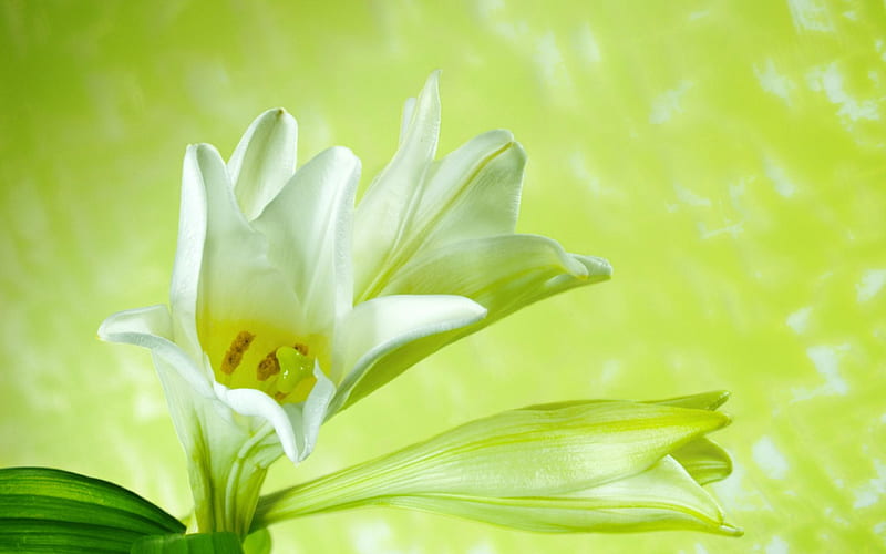 White Lilly, leaves, green, flower, lilly, nature, white, HD wallpaper