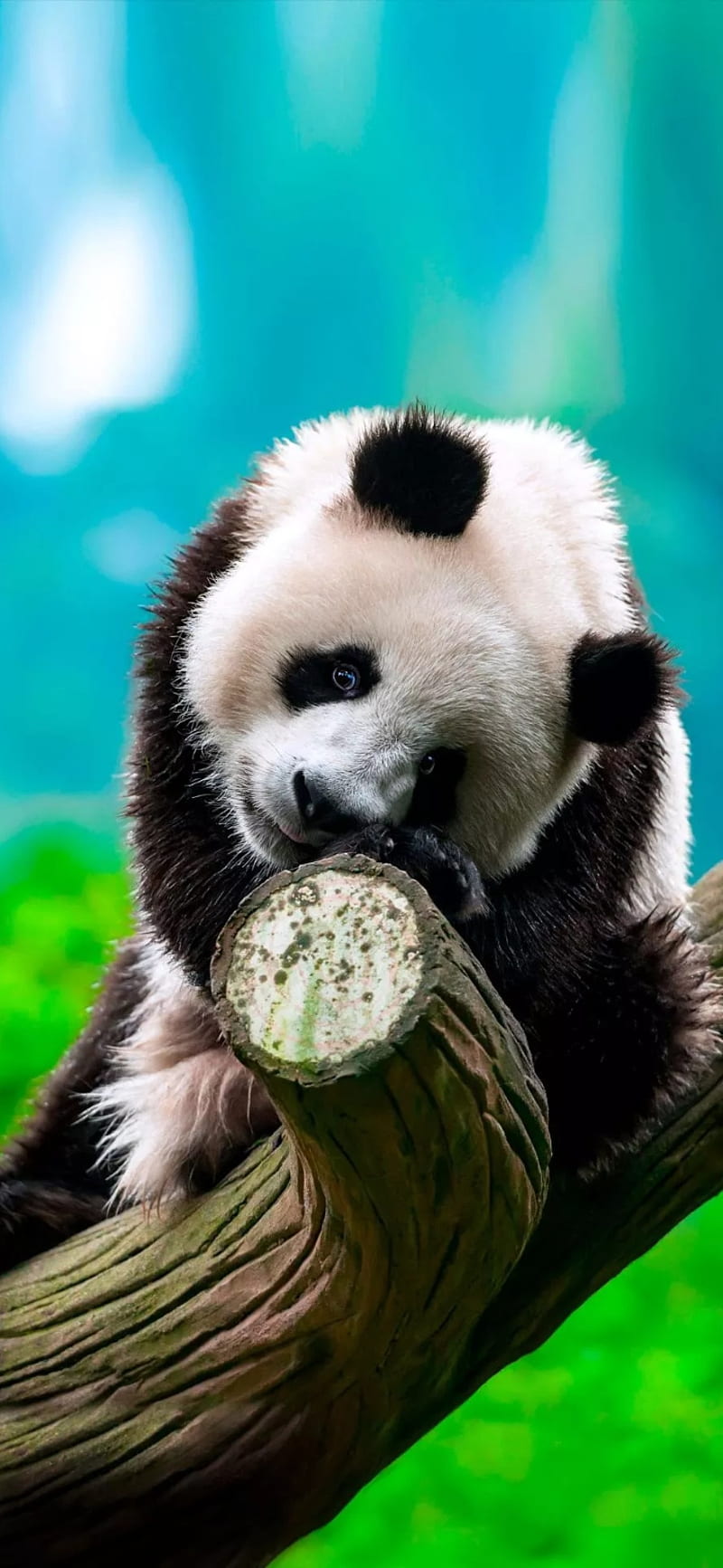 Panda, alone, bear, best, cute, lovers, HD phone wallpaper | Peakpx
