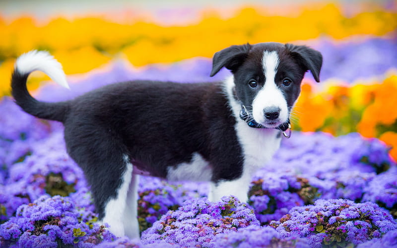 Border Collie Dog, puppy, cute animals, flowers, black border collie, dogs, pets, Border Collie, HD wallpaper