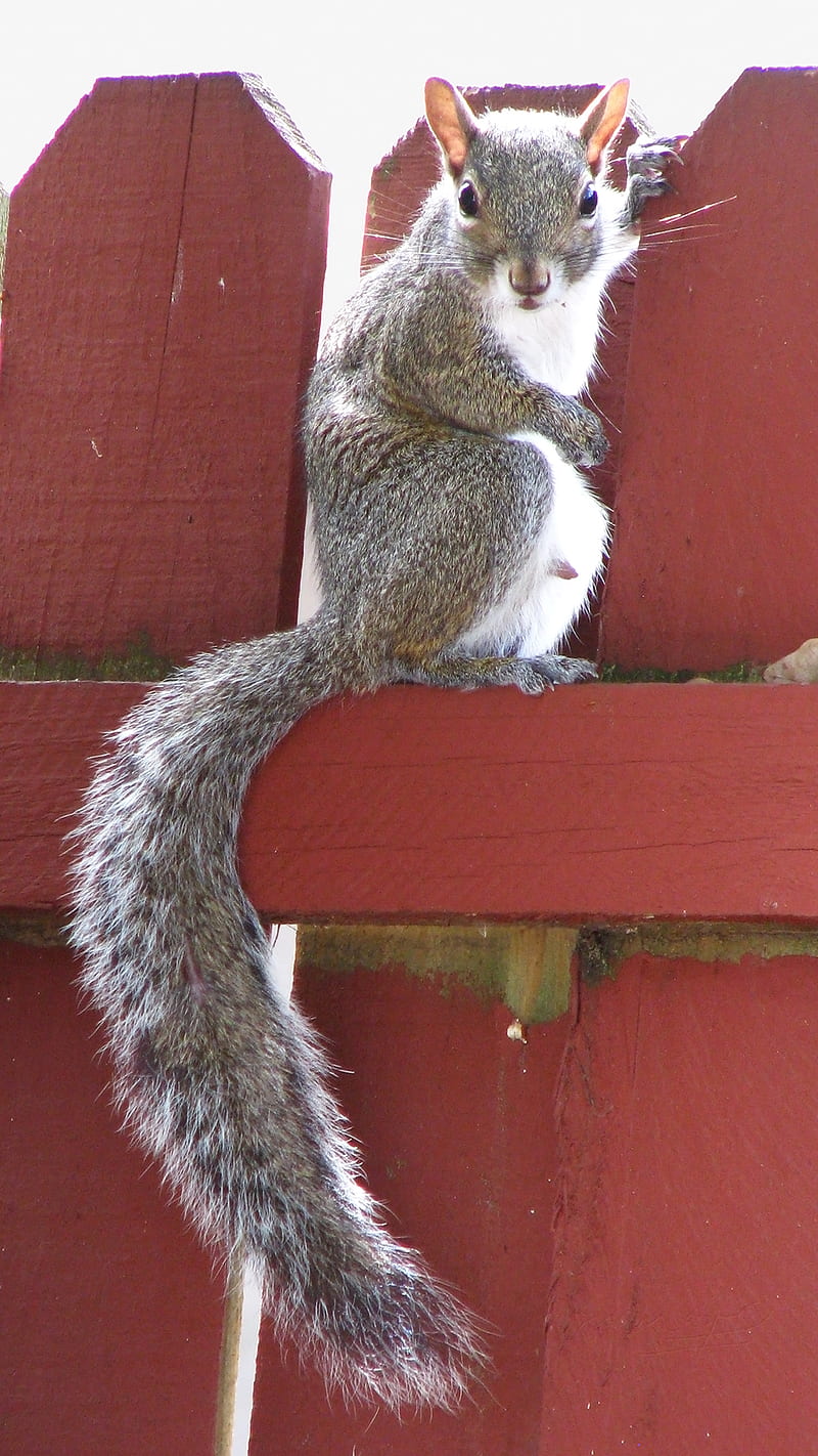 Grey Squirrel, animal, fl, greysquirrel, portrait, us, wildlife, HD phone wallpaper